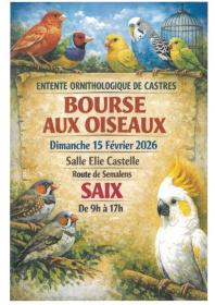 oiseaux