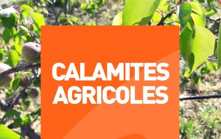 calamites agricoles
